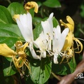 Japanese Honeysuckle 忍冬，金銀花