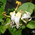 Japanese Honeysuckle 忍冬，金銀花