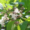 Common Catalpa 梓樹