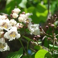 Common Catalpa 梓樹