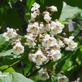 Cigar Tree, Indian Bean Tree, 五六月間開花，原產美國中西部。
樹高達30米，花白色長6公分，花瓣座端有深紫紋路帶黃色塊，果實懸60公分長莢，內含扁形種子。
4/19/2008