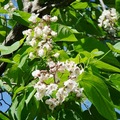 Common Catalpa 梓樹、豇豆樹