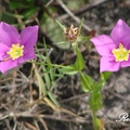 Gentian Family, 花期3-7月, 一年生草本，植高20吋。
花徑2吋，花瓣五瓣、粉紫色、基部白色，葉對生，長1 3/4吋。