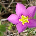 Gentian Family, 花期3-7月, 一年生草本，植高20吋。
花徑2吋，花瓣五瓣、粉紫色、基部白色，葉對生，長1 3/4吋。