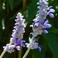 常见品种：原生鼠尾草，黄金鼠尾草，三色鼠尾草，粉萼鼠尾草。常被误认为熏衣草的紫色小花就是粉萼鼠尾草。
