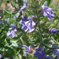 Engelmann's Salvia