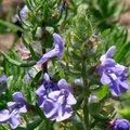Mint family, 花期3-11月, 二年生草本，植高16吋。
花徑1吋，花瓣五瓣、下唇大有兩個白色帶，藍紫色，葉對生，長3 1/8吋。