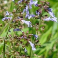 Lamiaceae family, 花期2-5月, 二年生草本，植高1-2呎。
花徑3/4-1 1/8吋，花瓣五瓣，下唇長於上唇，淺藍紫色，葉生底部，長達8吋。
葉片製茶，可止咳去感冒。