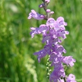 Figwort Family, 花期4-5月, 二年生草本，植高2呎。
花徑1 3/8-2 3/8吋，花瓣五瓣，粉紅色帶深紫色紋，管狀，淺粉紅色，葉對生，長達3 3/8吋。
