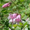 Figwort Family, 花期4-5月, 二年生草本，植高2呎。
花徑1 3/8-2 3/8吋，花瓣五瓣，粉紅色帶深紫色紋，管狀，淺粉紅色，葉對生，長達3 3/8吋。
