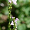 Texas Toadflax 德州雲蘭