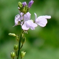 Figwort Family 玄參科
花期2-5月, 一年生草本，植高28吋；
花徑1/2-7/8吋，花冠分為二唇狀，上唇極小2裂、淺藍色或紫色，下唇3裂散開，葉長達1 1/2吋。