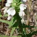 Figwort Family
花期4-5月，一年生草本植物，高20吋；花長1吋，花瓣5片，上唇短，葉片長3 1/2吋。