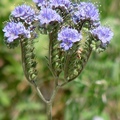 Waterleaf family，唇形科（毛茎）属植物，淡蓝色或淡紫色花簇和长而卷曲的雄蕊。