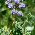 Waterleaf Family, 花期2-6月, 一二年生草本，植高40吋。
花徑3/8吋，花瓣五瓣，紫藍色聚生，葉不規則鋸齒，長達4吋。
