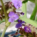Prairie Spiderwort  大紫鴨跖草