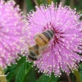 Bee 義大利蜂
