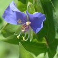 False Dayflower 紫露草花
