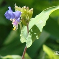 Spiderwort Family 鴨跖草科；花期3-7月, 一年生草本，植高2呎。
花徑1 1/2吋，花瓣3瓣，上唇2瓣、藍色或紫色，下唇極小瓣白色，葉長達4吋。
