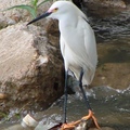 Little Egret 小白鷺