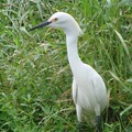 Little Egret 小白鷺