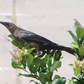 Brown-headed Cowbird 棕頭牛鸝