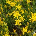 Sunflower Family (Asteraceae)

花期：6-10月
分佈在德州及墨西哥