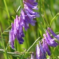 Winter Vetch 毛葉苕子、冬野豌豆