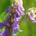 Winter Vetch 毛葉苕子、冬野豌豆