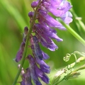 Winter Vetch 毛葉苕子、冬野豌豆