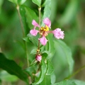 Dwarf Barbados Cherry