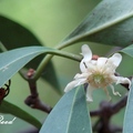 White Florida Anise