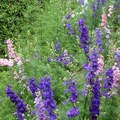 Annual Larkspur, Rocket Larkspur 飛燕草