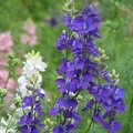 Annual Larkspur, Rocket Larkspur 飛燕草