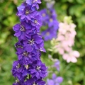 Annual Larkspur, Rocket Larkspur 飛燕草