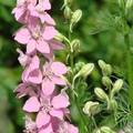 Annual Larkspur, Rocket Larkspur 飛燕草