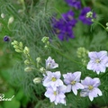 Annual Larkspur, Rocket Larkspur 飛燕草