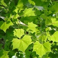 American Sycamore, Buttonball-tree 美國梧桐(一球懸鈴木)