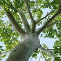 American Sycamore, Buttonball-tree 美國梧桐(一球懸鈴木)