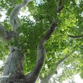 American Sycamore, Buttonball-tree 美國梧桐(一球懸鈴木)