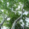 American Sycamore, Buttonball-tree 美國梧桐(一球懸鈴木)