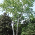 American Sycamore, Buttonball-tree 美國梧桐(一球懸鈴木)