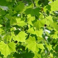 American Sycamore, Buttonball-tree 美國梧桐(一球懸鈴木)