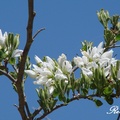 (Anacacho) Orchid Tree