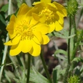 Crowfoot family毛茛屬
多年生草本，有苦的汁液，齿形或圆形叶片，开黄色或白色多雌蕊的花。生在德州西南水边湿地，花期从二月至四月。果实集合成球状，全草有毒，可做外用药。
