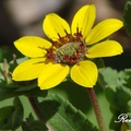 Sunflower Family (Asteraceae)
花期春至秋季，多年生草本植物，高10-20吋。
帶有好聞的可可香味，尤其在早晨，因而得名。隨著午後溫度升高，花瓣隨之脫落，剩下中心綠色花托，又稱德州綠眼 Texas Green Eyes.