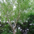 American Sycamore, Buttonball-tree 美國梧桐(一球懸鈴木)