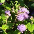 紫菀 (Aster)屬；花期4-12月, 二年生草本，植高達40吋；
花徑3/8吋，花色藍或紫紅色，葉片長1 3/4吋。