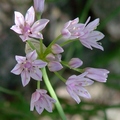 Wild Garlic