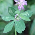 Persian Clover 波斯三葉草